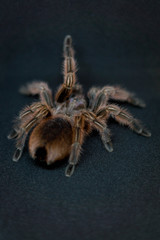 Spider