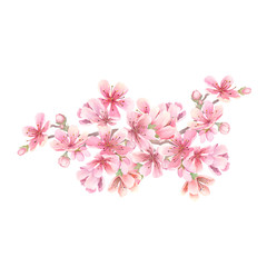 Cherry blossoms watercolor. Branch with flowers. Isolated on white background