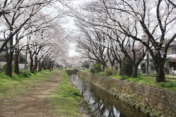 Fototapeta na wymiar 桜の風景
