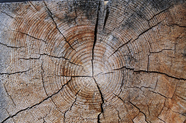 The old wood texture with natural patterns. Cross-section of the old tree
