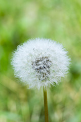 White fluffy dandelion with dew drops