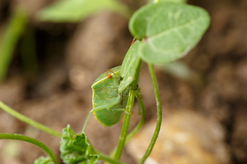 Legs and ostiolar canal of Nezara viridula, the southern green stink (or shield) bug, that is climbing the thin stem of its favourite plant.