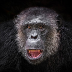 The face of a chimpanzee on a black background.