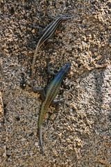 Common flat lizard, Platysaurus intermedius, on rocks in Matopos National Park, Zimbabwe
