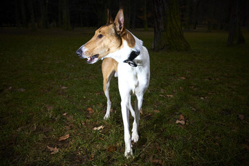 Smooth Collie dog in park at dusk
