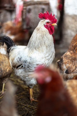 Chickens on the farm. Toned, style, color photo.