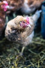 Chickens on the farm. Toned, style, color photo.