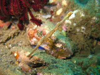 Geisterpfeifenfisch