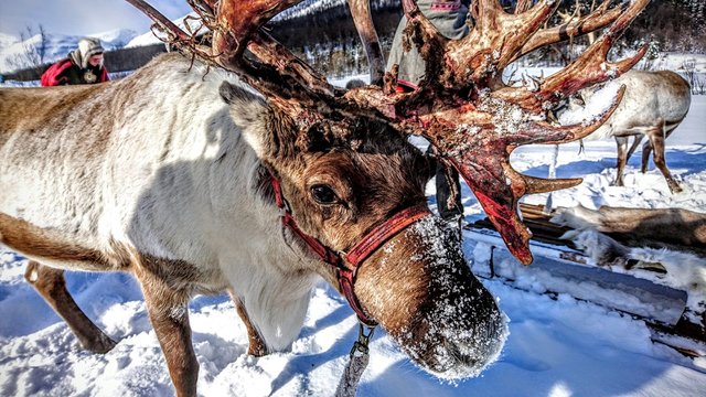 Sami Reindeer