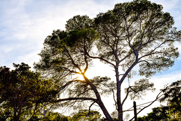 arbre et soleil