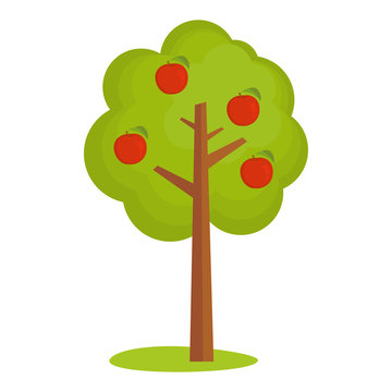 Apple tree vector illustration isolated