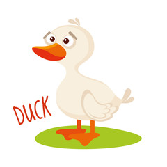 Duck Vector illustration isolated