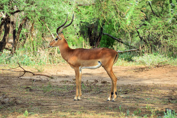 Impala antelope, Tanzania, Africa