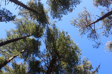 The tops of the pines and the blue sky background.