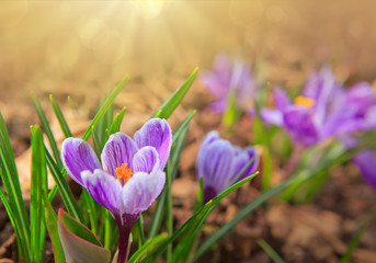 Easter card. Purple crocuses and sunlight.