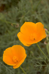Fototapeta premium Vibrant orange Icelandic Poppies