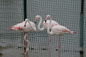 Фламинго
