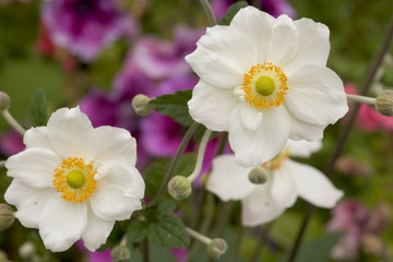 White and yellow Japanese Anenome flowers
