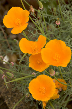 Vibrant Orange Icelandic Poppies