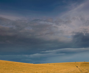 Fototapeta premium England, Cotswolds, Gloucestershire, sheep in the landscape