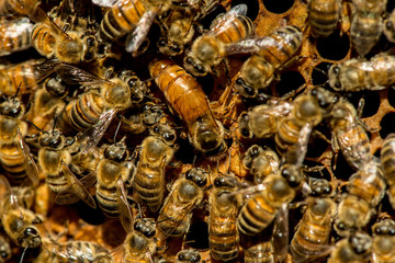 The queen bee swarm - selective focus