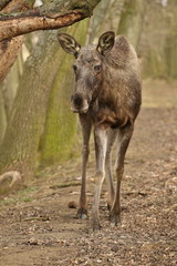 Eurasian elk in the nature looking habitat during autumn time. Moose in the chilly morning weather in the forest. Misty mornig in Europe. Alces alces.