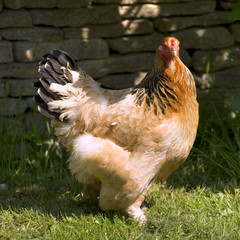 Free range chicken on grass