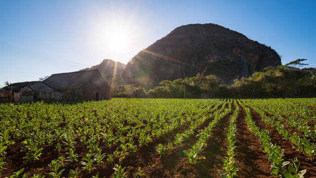 Tabakfeld mit Scheune vor den Bergen im Vinales Tal in Kuba