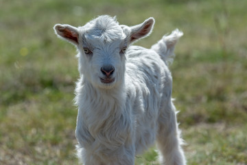 Young lamb enjoying a warm spring day outside in the grass.