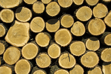 Tree stumps on a pile - background