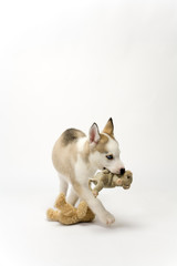 A cute young Husky dog puppy with piercing blue eyes walking purposefully away carrying a soft toy on a white seamless backdrop