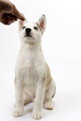 A cute young Husky dog puppy with piercing blue eyes sitting waiting obediently for a treat on a white seamless backdrop