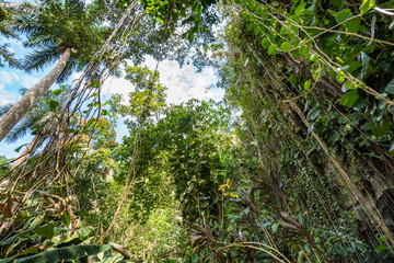 Fototapeta premium Vegetation im Vinales Tal