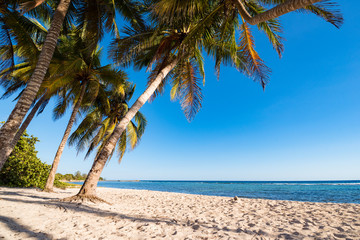 Kokosnuss Palmen am weißen Sand strand in playa giron
