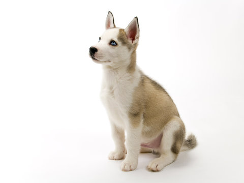 A cute young Husky dog puppy with piercing blue eyes sitting waiting obediently on a white seamless backdrop