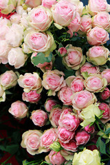 roses