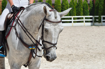 Young, athletic, thoroughbred horse on dressage, close-up