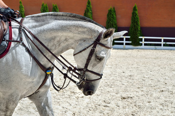Young, athletic, thoroughbred horse on dressage, close-up