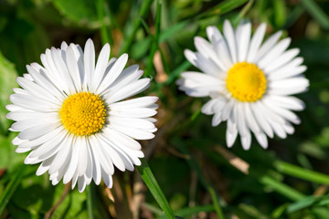 Fototapeta premium White daisy flowers close-up on natural green background