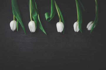 white tulips on a dark background