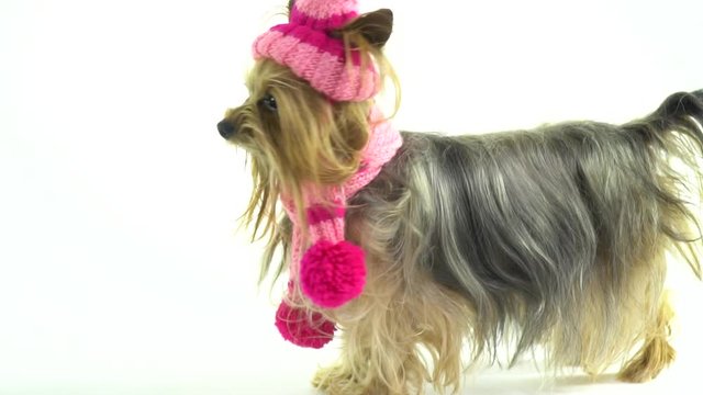 Yorkshire Terrier in a fashionable pink hat and scarf goes for a walk