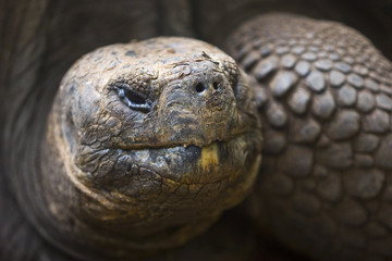 Riesenschildkr&ouml;ten auf Galapagos, Closeup