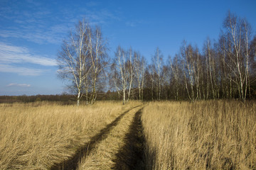 A long road in high grass and a birch forest