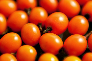 orange berries background. Sea buckthorn.