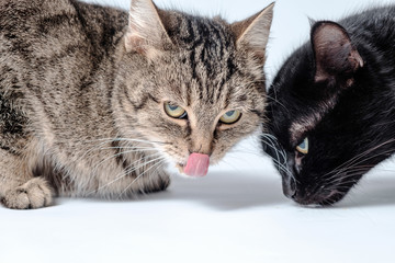 The gray tabby cat licking after eating, and the black cat sniffs the surface in search of food.
