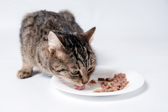 Tabby cat eating cat food from a bowl.