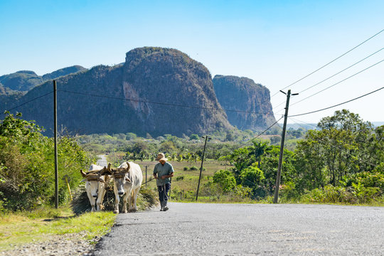 traditionelles Ochsen Gespann im Vinales Tal in Kuba
