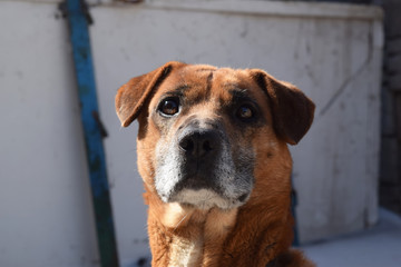 Dog.Cute funny puppy .