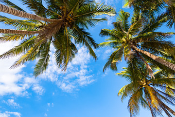 Fototapeta na wymiar Kokosnuss Palmen vor blauem Himmel mit Wolken