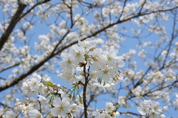桜の花